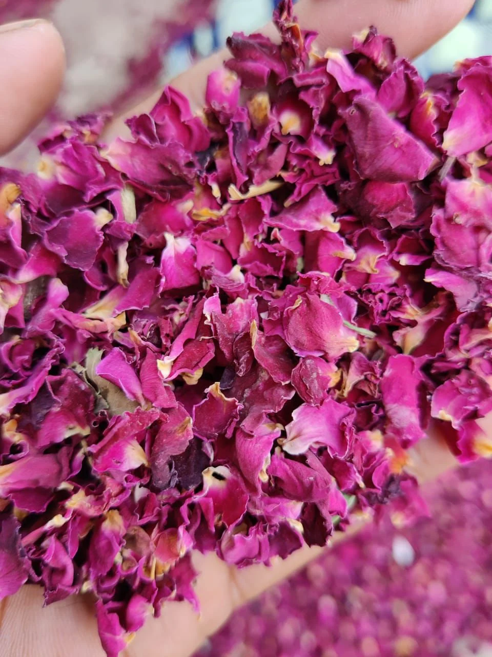 Rose Petals (No:1)