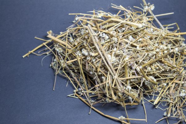 dried poonaanghani herb