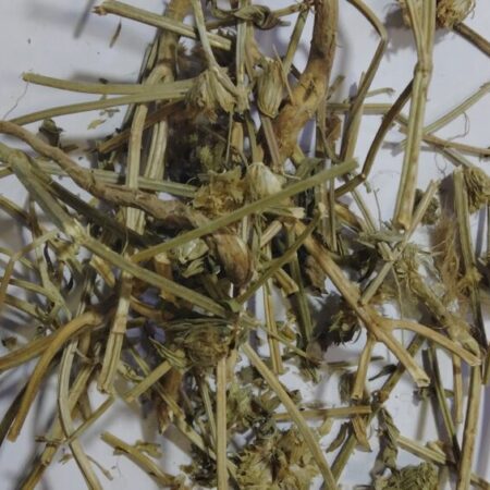 dried thumbai plant herbs_herbalsociety