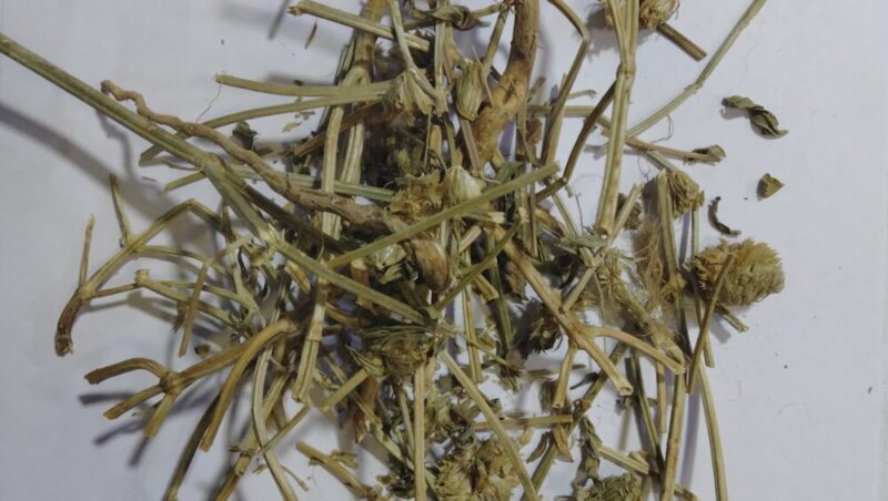 dried thumbai plant herbs_herbalsociety